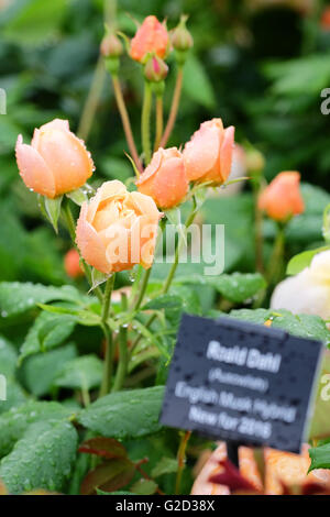 Hay Festival - Mai 2016 - Une nuit de pluie au Hay Festival la nouvelle gauche rose Roald Dahl afficher à un élégant sous la pluie. Roald Dahl la rose est une variété hybride de musc qui a été développé par David Austin Roses cette année pour célébrer le centenaire de la naissance d'auteurs. Photographie Steven Mai / Alamy Live News Banque D'Images