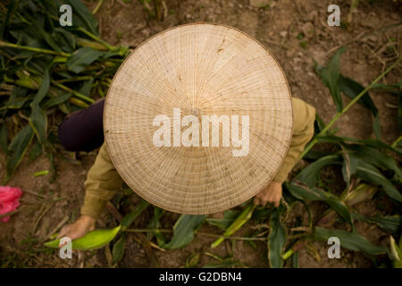 Personne portant chapeau de paille conique alors que l'agriculture, High Angle View, Hanoi, Vietnam Banque D'Images