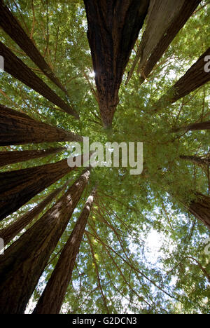 Tall Redwood et feuilles, Low Angle View Banque D'Images