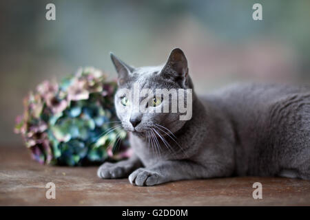 Portrait d'un chat bleu russe de race Banque D'Images