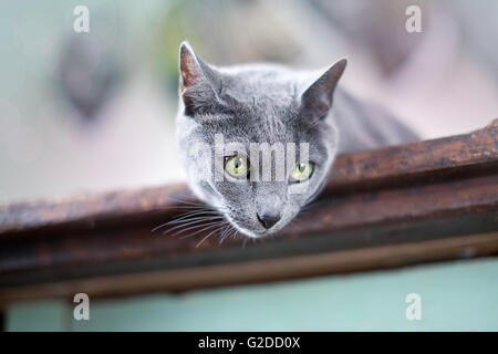 Portrait d'un chat bleu russe de race Banque D'Images