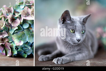 Portrait d'un chat bleu russe de race Banque D'Images