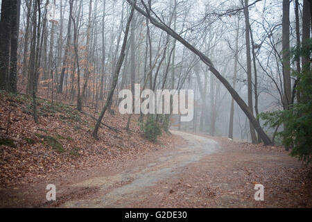 Misty Dirt road in autumn, Georgia, USA Banque D'Images