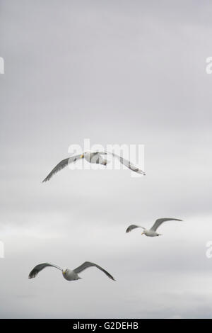 Trois Vol de mouettes Banque D'Images