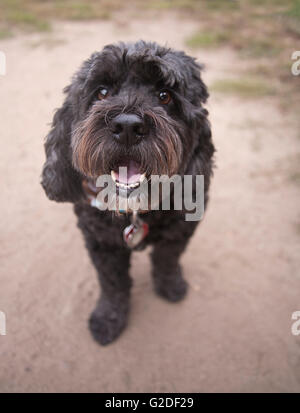 Mini-Schnauzer Chien, Close-Up Banque D'Images