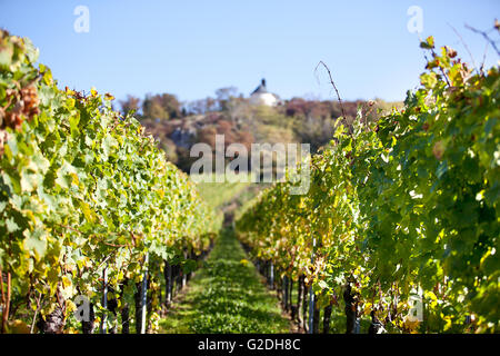 Vignoble avec petite chapelle sur la colline parlementaire à la fin de l'automne Banque D'Images