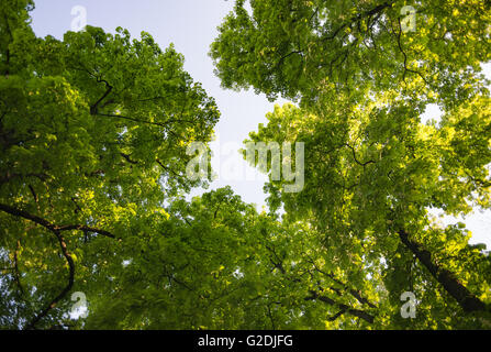 Horse-chestnut chestnut tree treetop Vue de dessous Vue Vue vert vif soleil feuilles feuille majestic Banque D'Images