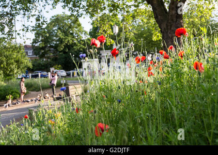 Une famille entouré d'une idylle urbaine de fleurs sauvages dans London, England, UK Banque D'Images