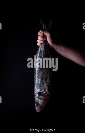 Une main nous tend un ensemble frais et préparés par la queue de loup de mer sur un fond sombre Banque D'Images