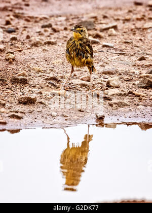 La Cape Longclaw (Macronyx capensis) Banque D'Images