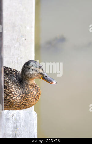 Female mallard (Anas platyrhynchos) reposant sur un quai Banque D'Images