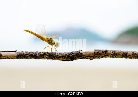 Pantala flavescens, Globe Skimmer ou errant, planeur libellule jaune perché sur une branche à la plage Banque D'Images