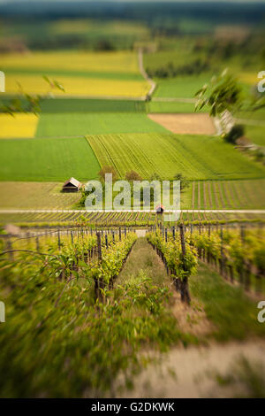 Vignes au sud-ouest de l'Allemagne Banque D'Images