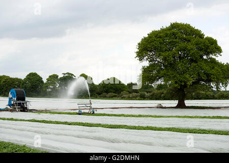 Première récolte les pommes de terre cultivées intensivement en vertu de molleton, Shottisham, Suffolk, UK. Banque D'Images