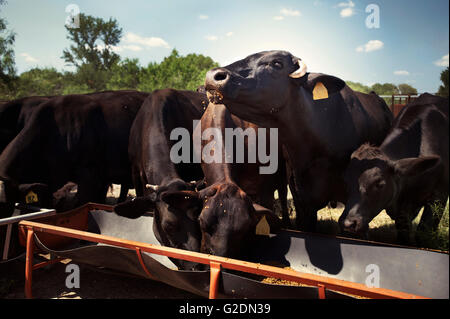 L'alimentation des vaches d'un creux Banque D'Images