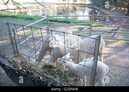 Les animaux d'alpaga dans une ferme en Nouvelle Galles du Sud, Australie Banque D'Images