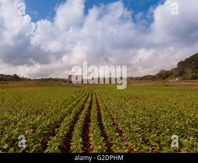 Plantation de tabac dans la région de Viñales, Pinar del Rio, Cuba Banque D'Images