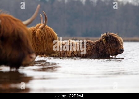 Scottish Highlanders traversent la tourbe flaque, Pays-Bas Banque D'Images