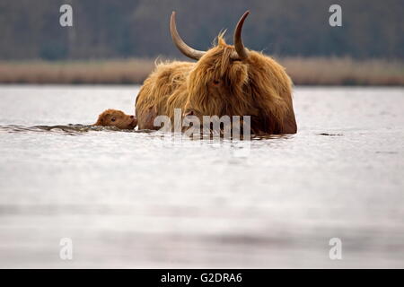 Highlander écossais encourage ses jeunes à nager jusqu'à l'étang tourbière, Pays-Bas Banque D'Images