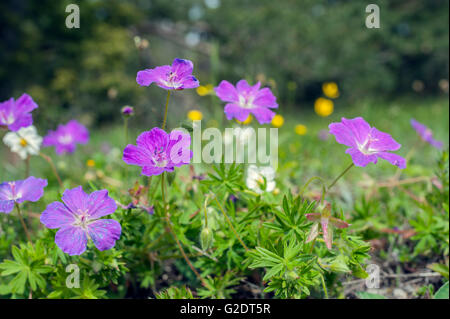 Crane's-bill sanglante (Geranium sanguineum) Banque D'Images