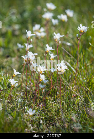 Meadow saxifrage (Saxifraga granulata) Banque D'Images