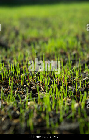 Les pousses d'herbe sur une pelouse Banque D'Images