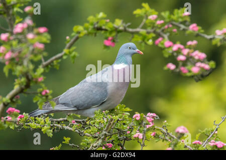 Close-up of a pigeon ramier, Columba palumbus, perché dans un arbre de manger de fleurs roses pendant la saison du printemps Banque D'Images