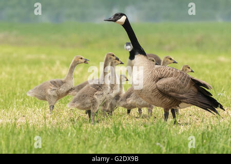 Close-up de bernache du Canada (Branta canadensis) oisillons et famille d'oie paissant dans une prairie Banque D'Images