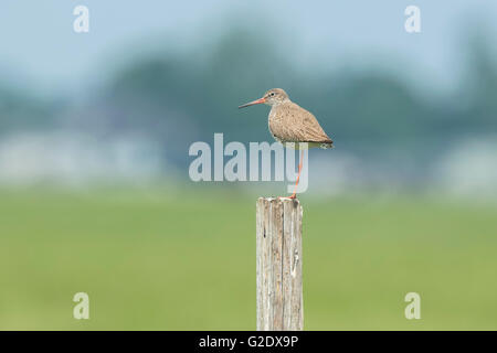 Chevalier gambette (Tringa totanus) perché sur un poteau en terres agricoles. Ces oiseaux échassiers eurasienne sont communs dans le agraric éleveurs gra Banque D'Images