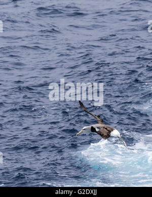 De l'albatros de Salvin ou mollymawk décoller de la surface de l'océan, l'océan du Sud, Nouvelle-Zélande zone subantarctique Banque D'Images