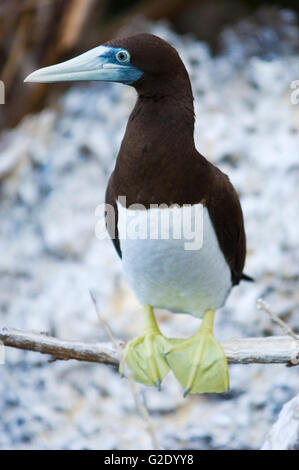 Un Fou brun, Sula leucogaster plotus, reposant sur l'île de Noël, de l'Australie Banque D'Images