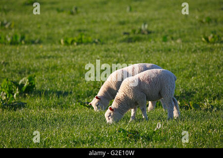Agneaux de pâturage, l'agnelet, mouton domestique (Ovis orientalis bélier), réserve naturelle avec Elbvorland Binnenelbe Haseldorfer Banque D'Images
