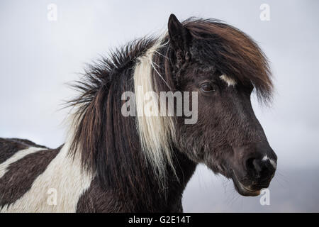 Icelandic Horse, portrait, Vik, Islande Banque D'Images