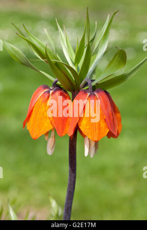 Couronne impériale Fritillary, couronne impériale ou de la Couronne du Kaiser (Fritillaria imperialis 'Orange' brillant Banque D'Images