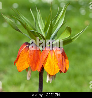 Couronne impériale Fritillary, couronne impériale ou de la Couronne du Kaiser (Fritillaria imperialis 'Orange' brillant Banque D'Images