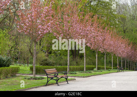 Avenue avec la floraison des cerisiers japonais, Rombergpark, Dortmund, Ruhr, Rhénanie du Nord-Westphalie, Allemagne Banque D'Images