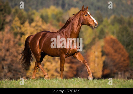 Hanovre, Fox, brun rougeâtre et de fourrures, de trots en automne dans une prairie en face de la forêt d'automne, Tyrol, Autriche Banque D'Images