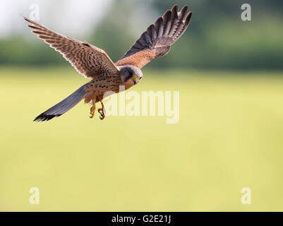 Mâles sauvages planant crécerelle (Falco tinnunculus) Banque D'Images