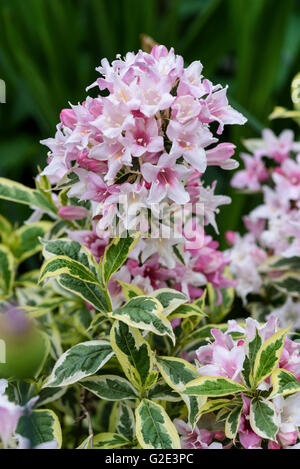 Weigela Praecox Variegata Banque D'Images