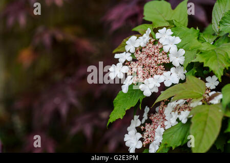 Viburnum sargentii Onondaga, Caprifoliaceae Banque D'Images