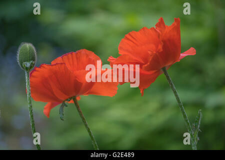 Deux fleurs de pavot rouge close up Papaver somniferum Banque D'Images