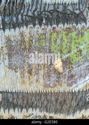 Un petit escargot sur un tronc d'arbre d'un palmier à St Bart's Banque D'Images