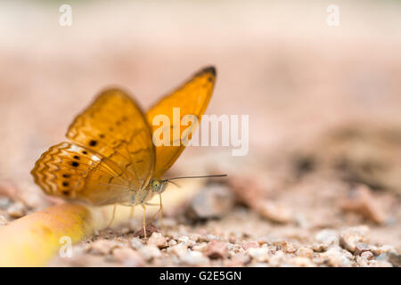 Papillon brun sur le terrain, macro close up, avec la profondeur de champ, l'accent mis sur l'oeil, avec copie espace Banque D'Images