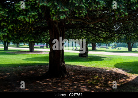 Yew Tree à Hampton Court gardens planté en ligne Banque D'Images