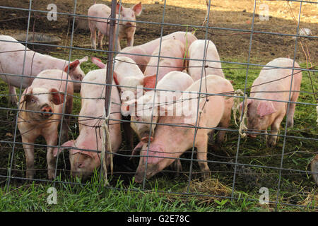 Porcs (Sus scrofa domesticus ou sus domesticus) en Alberta, Canada. Banque D'Images