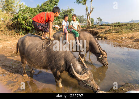 Enfants birmans jouant sur un buffle, Mandalay, Myanmar, Birmanie, Asie du Sud, Asie Banque D'Images