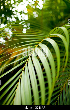 Feuille de palmier vert Banque D'Images