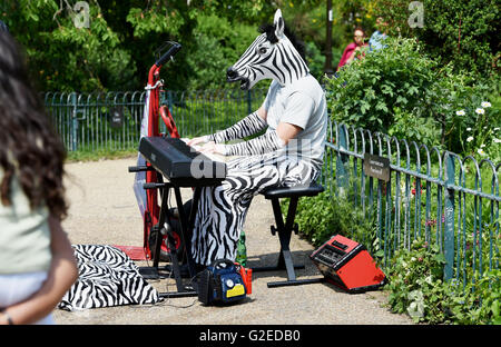 Brighton UK 29 mai 2016 - Un zèbre effectue dans le Brighton Pavilion Gardens comme le beau temps devrait se poursuivre au cours de la bank holiday weekend Crédit : Simon Dack/Alamy Live News Banque D'Images