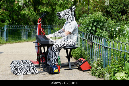 Brighton UK 29 mai 2016 - Un zèbre effectue dans le Brighton Pavilion Gardens comme le beau temps devrait se poursuivre au cours de la bank holiday weekend Crédit : Simon Dack/Alamy Live News Banque D'Images