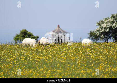 Aberystwyth, Pays de Galles, Royaume-Uni. 30 mai, 2016. Météo France : vacances de banque lundi après de récentes tempêtes et fortes pluies le soleil brille sur une chaude journée d'été au Pays de Galles. Un grand jour pour la randonnée et les visites touristiques : mike davies/Alamy Live News Banque D'Images